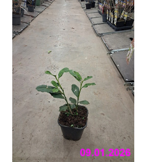 Prunus laur. 'Caucasica' C 1,4 L